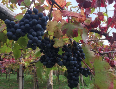 GrapesSnaFRANCESCoTRAMONTe